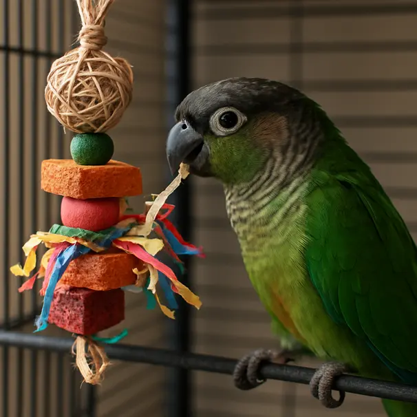 Parrot engaging with a foraging toy inside a cage, chewing and pulling at shreddable material